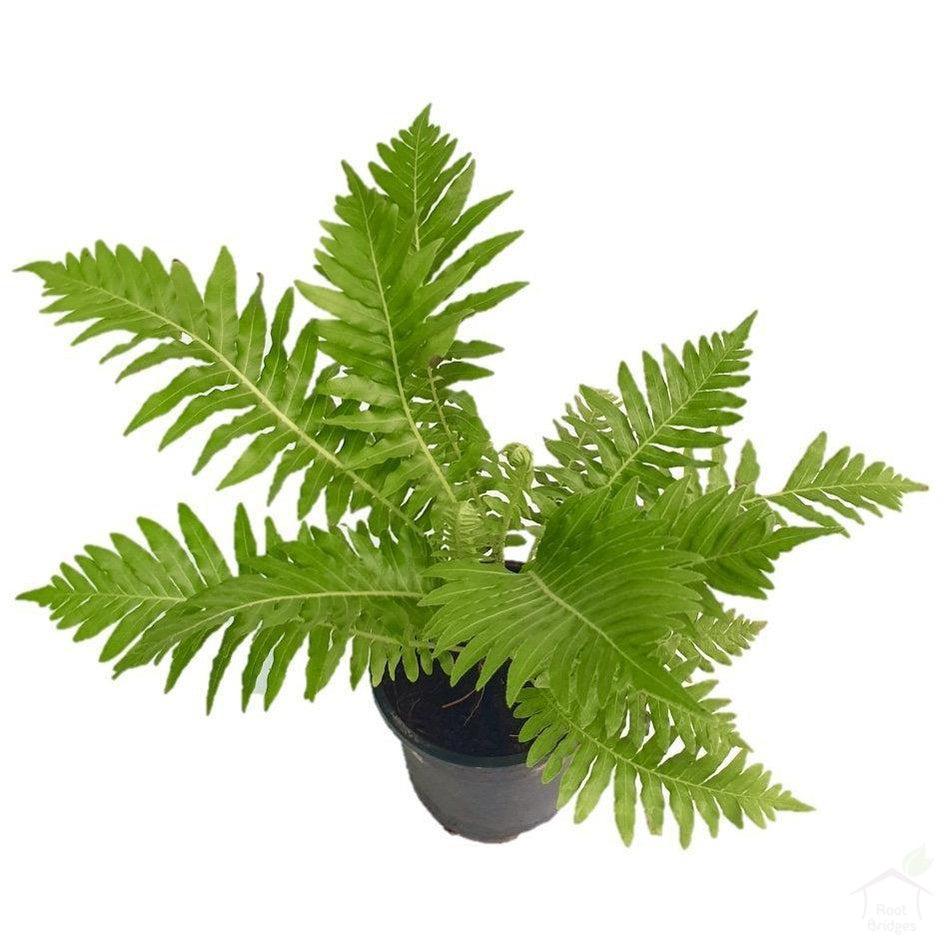 Silver Lady or Tree Fern Plant