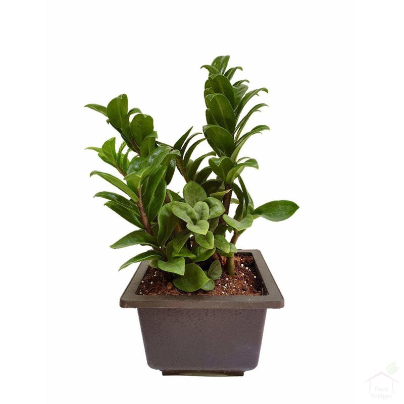 Foliage Plants Square Bonzi Pot Dwarf ZZ 'Zenzi' Plant