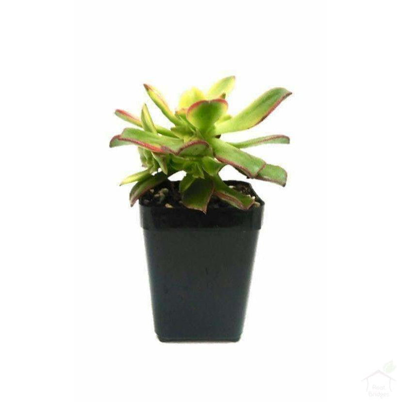 Succulent Aeonium Kiwi Succulent
