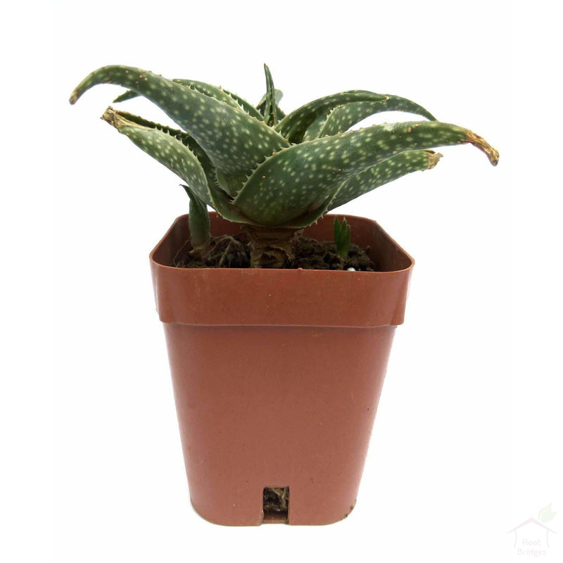 Succulent Aloe Mini White