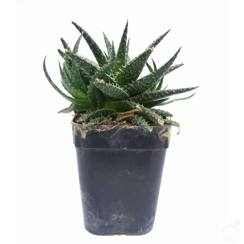 Succulent Aloe Pepe