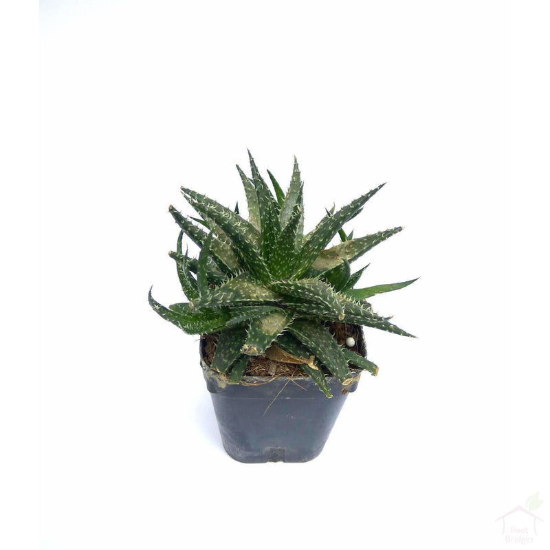 Succulent Aloe Pepe