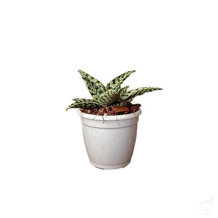 Succulent Aloe Snowstorm Succulent Plant