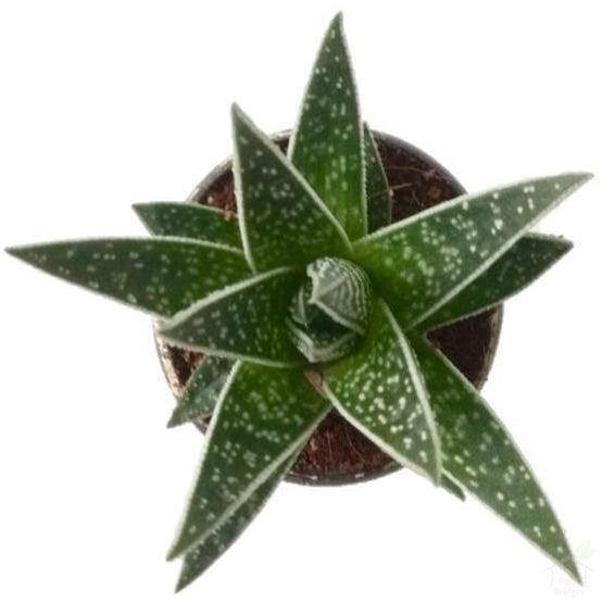 Succulent Aloe 'Tiki Tahi' Succulent