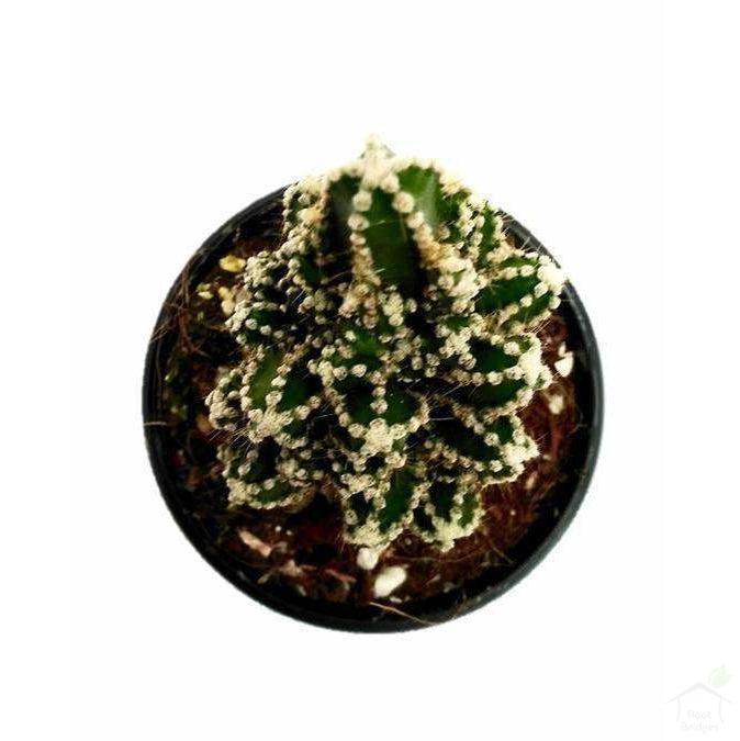 Succulent Cereus Cactus Florida Succulent Plant