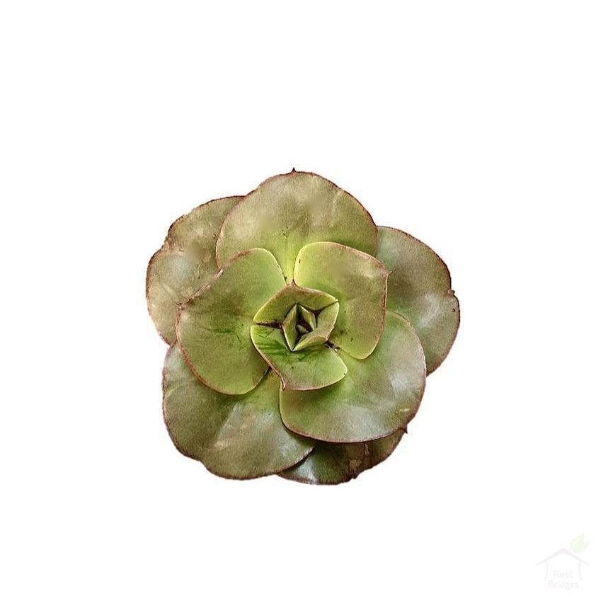 Buy Echeveria 'Red Prince' Succulent Plant Online in India | Root Bridges