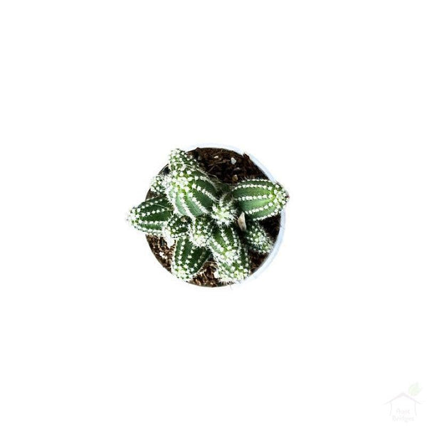 Succulent Echinopsis Cucumber Cactus