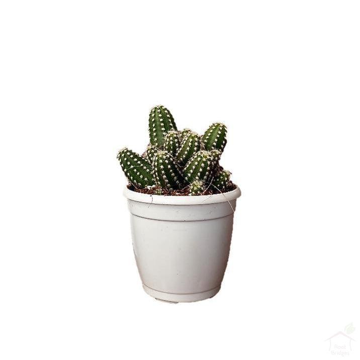Succulent Echinopsis Cucumber Cactus