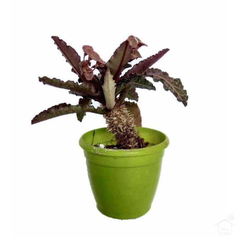Succulent Euphorbia Francoisii Succulent