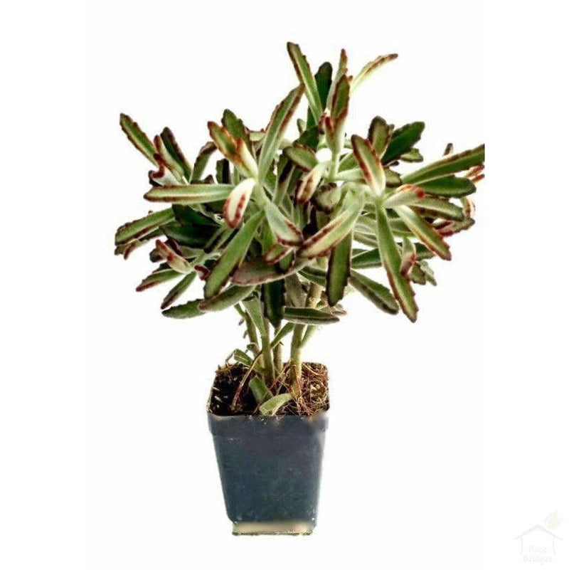 Succulent Kalanchoe Nigra Succulent Plant