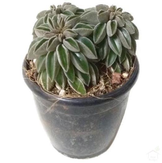 Succulent Peperomia Wolfgang Succulent