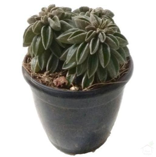 Succulent Peperomia Wolfgang Succulent