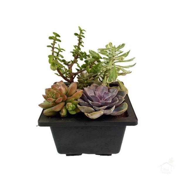 Succulent Succulent Plant Landscape