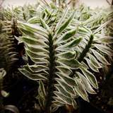 Devil's Back Bone - Succulent - Root Bridges | Buy Plants Online