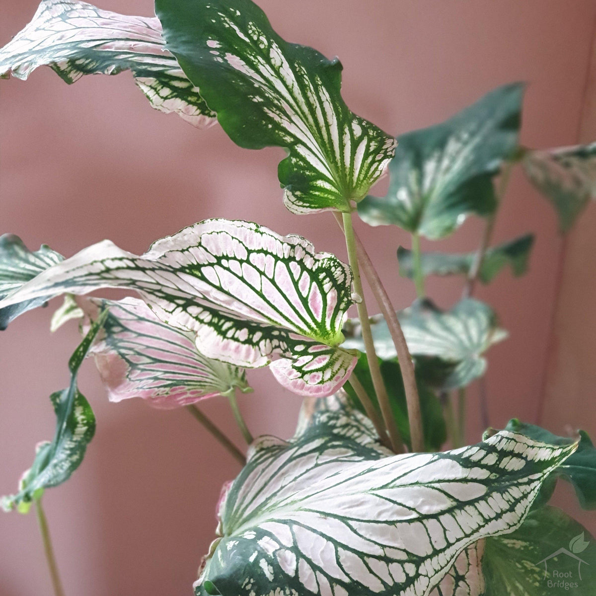 Caladium 'Pink Symphony'-Foliage Plants-Root Bridges
