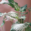 Caladium 'Pink Symphony'-Foliage Plants-Root Bridges