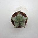 Astrophytum Cactus-Succulent-Root Bridges