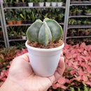 Astrophytum Cactus-Succulent-Root Bridges