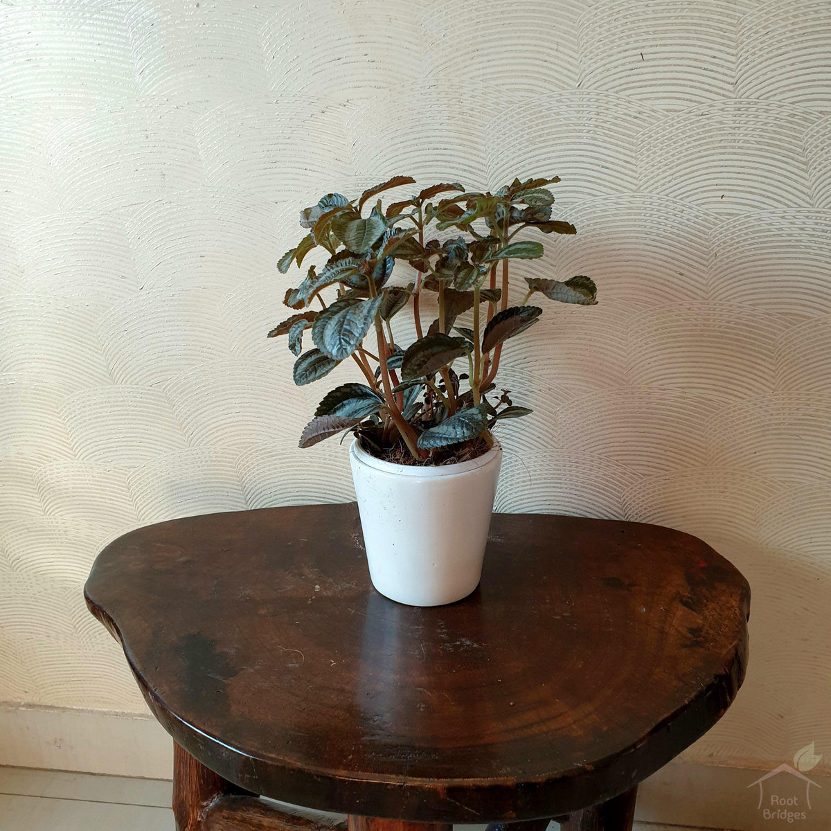 4" White Cone Ceramic Pot-Pots-Root Bridges