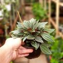 Peperomia Rosso-Foliage Plants-Root Bridges
