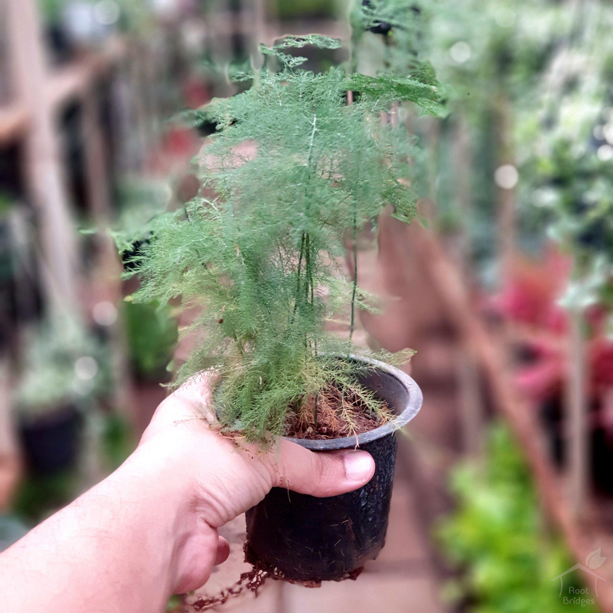 Asparagus Plumosa Fern-Foliage Plants-Root Bridges