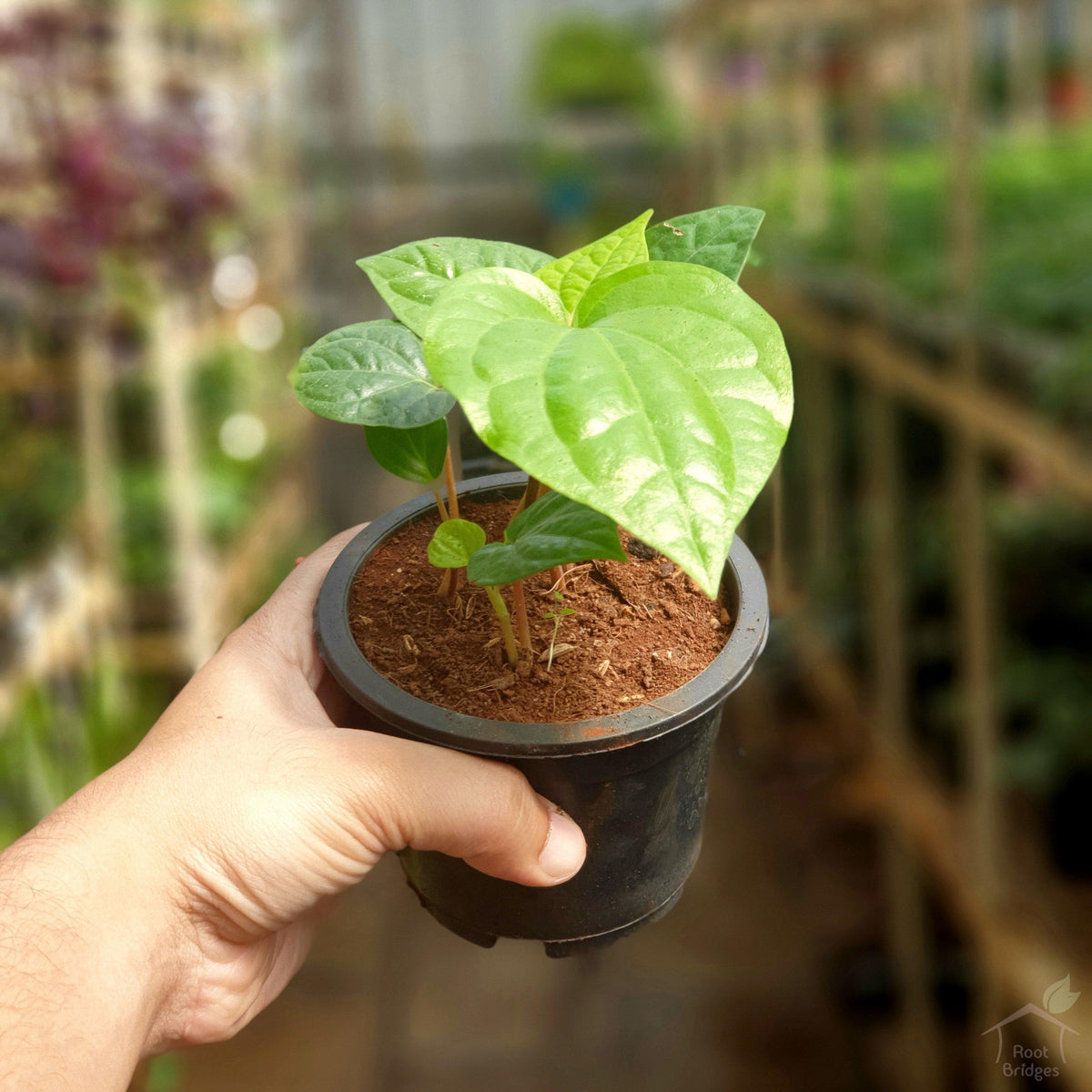 Betel Leaf Plant (Magai Paan)-Herbs-Root Bridges