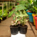 Syngonium Plant Pack (3 Plants)-Root Bridges