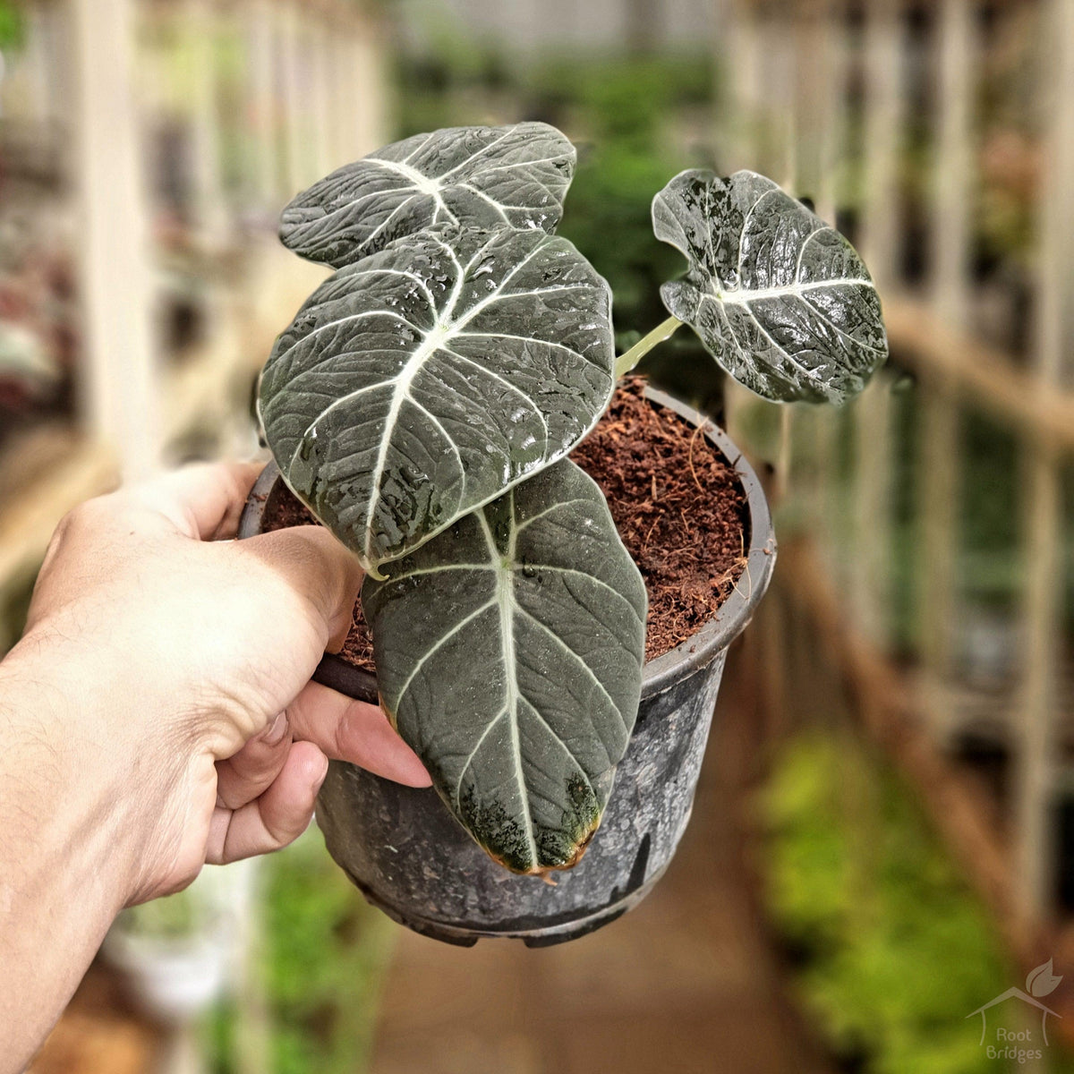 Black Velvet Alocasia-Foliage Plants-Root Bridges
