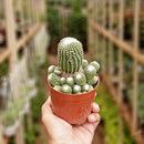 Blossfedia Liliputana Cactus-Succulent-Root Bridges