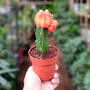 Red Grafted Moon Cactus-Succulent-Root Bridges