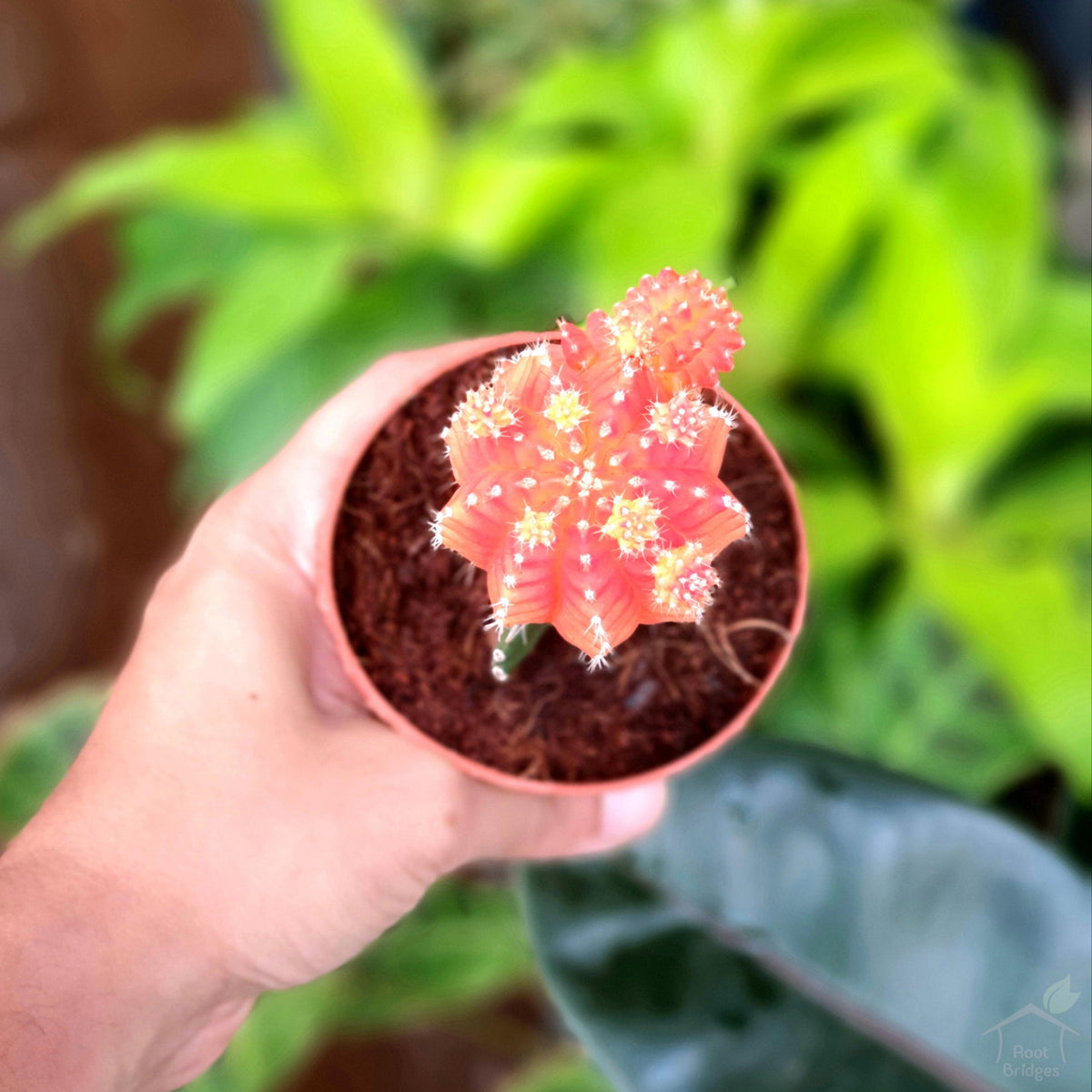 Red Grafted Moon Cactus-Succulent-Root Bridges