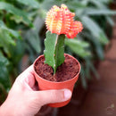 Red Grafted Moon Cactus-Succulent-Root Bridges