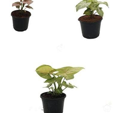 Syngonium Indoor Plant ( Pack of 3)-Root Bridges