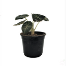 Black Velvet Alocasia-Foliage Plants-Root Bridges