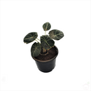 Black Velvet Alocasia-Foliage Plants-Root Bridges