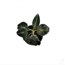 Black Velvet Alocasia-Foliage Plants-Root Bridges