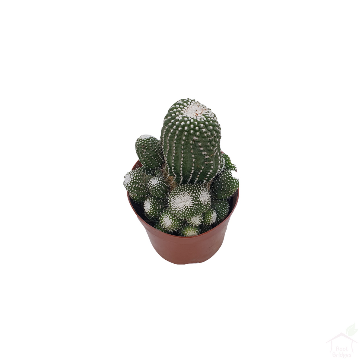 Blossfedia Liliputana Cactus-Succulent-Root Bridges