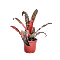 Tiger Cryptanthus - Foliage Plants - Root Bridges | Buy Plants Online