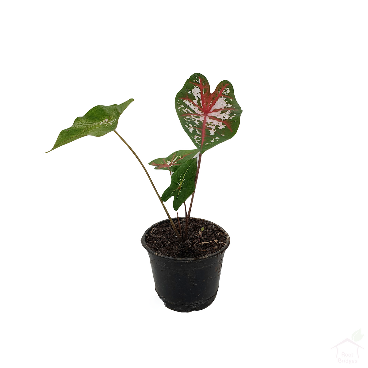 Caladium Bicolor-Foliage Plants-Root Bridges