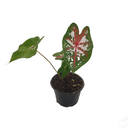 Caladium Bicolor-Foliage Plants-Root Bridges