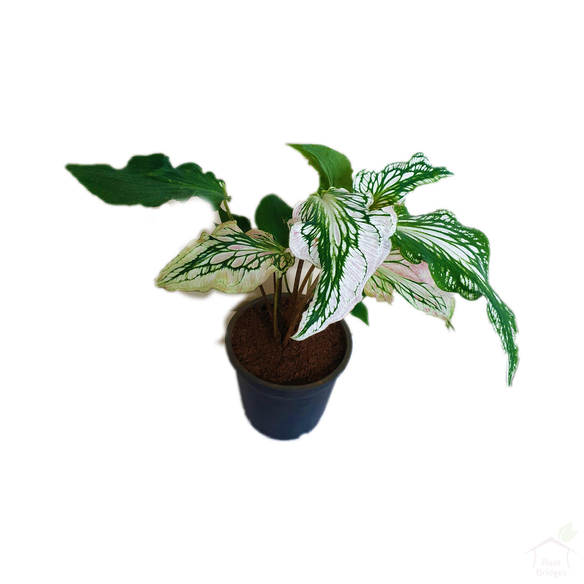 Caladium 'Pink Symphony'-Foliage Plants-Root Bridges