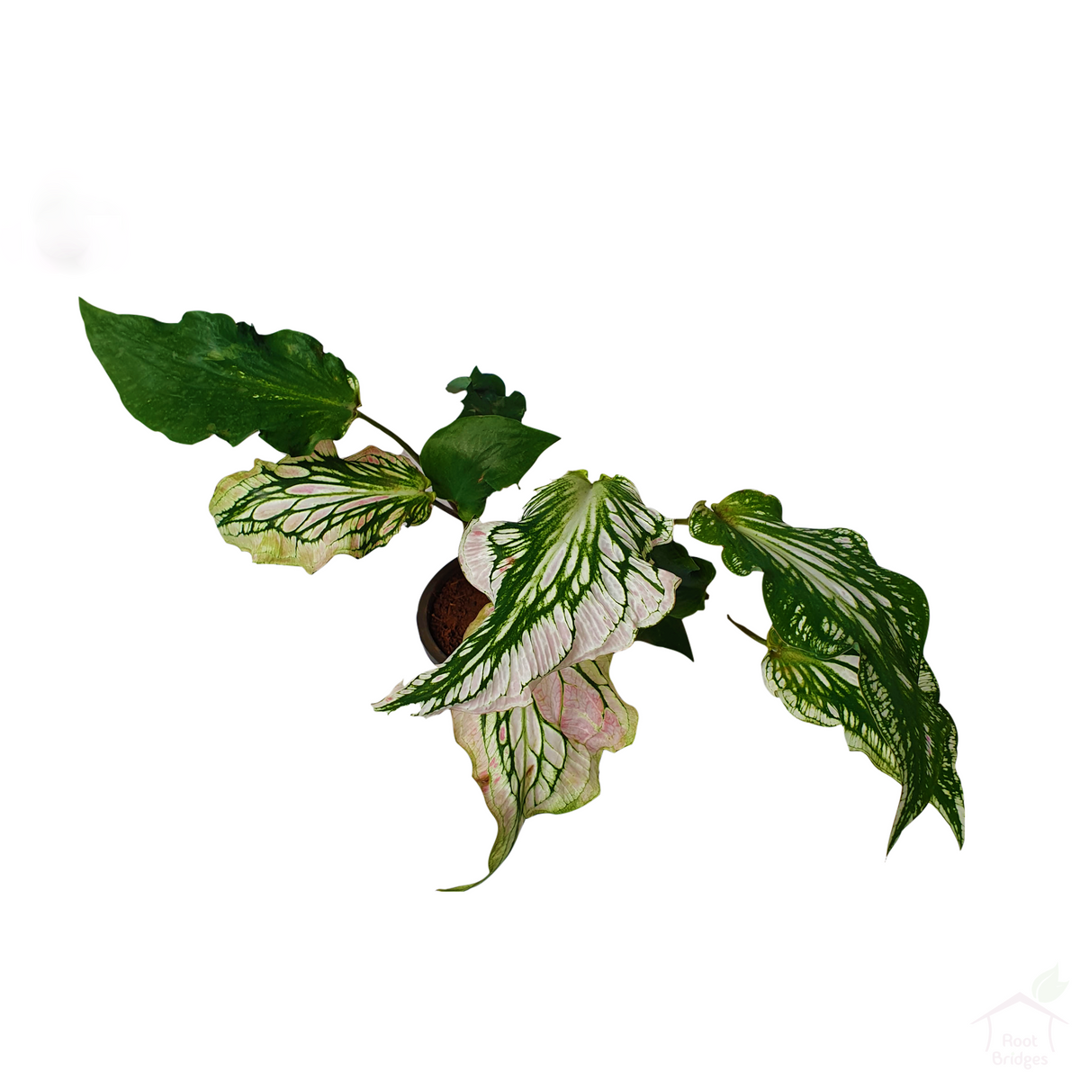 Caladium 'Pink Symphony'-Foliage Plants-Root Bridges