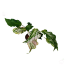 Caladium 'Pink Symphony'-Foliage Plants-Root Bridges
