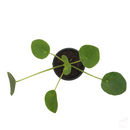 Chinese Money Plant-Foliage Plants-Root Bridges