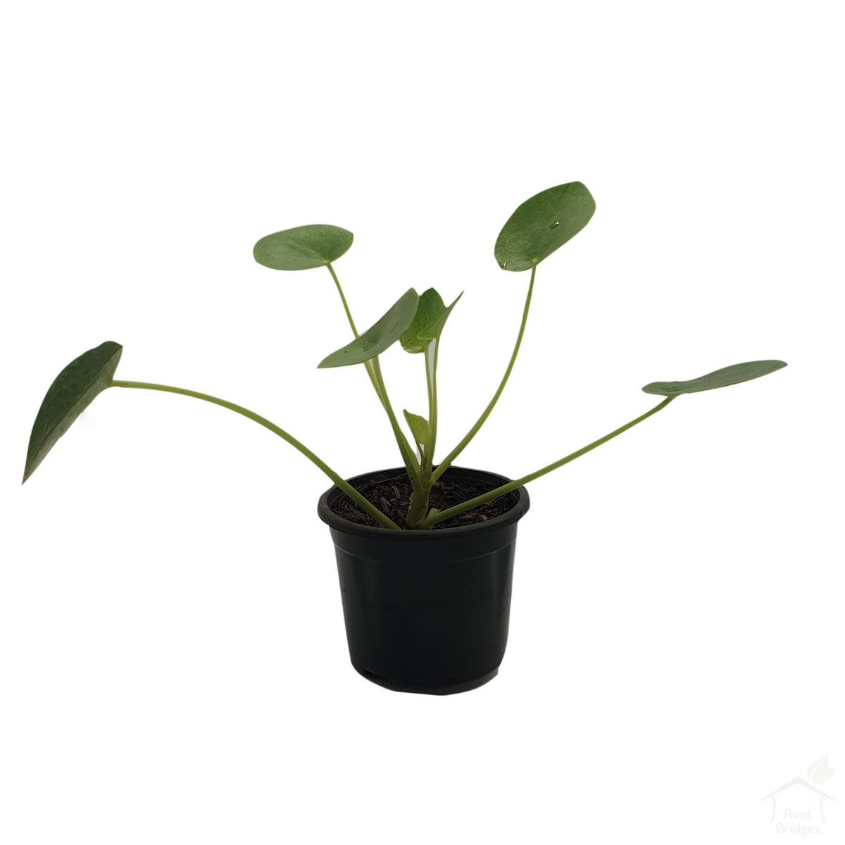 Chinese Money Plant-Foliage Plants-Root Bridges