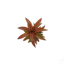 Copper Cordyline-Foliage Plants-Root Bridges