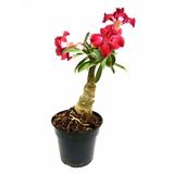 Adenium (Assorted Colours) - Flowering Plants - Root Bridges | Buy Plants Online