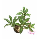 Adenium (Assorted Colours) - Flowering Plants - Root Bridges | Buy Plants Online