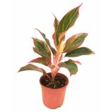 Lipstick Aglaonema Indoor Plant - Foliage Plants - Root Bridges | Buy Plants Online