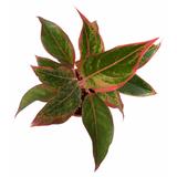 Lipstick Aglaonema Indoor Plant - Foliage Plants - Root Bridges | Buy Plants Online